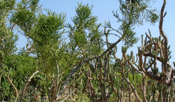 DSC07366