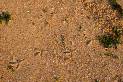 photo 1774027