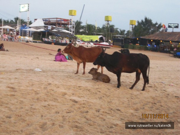 photo 1130595