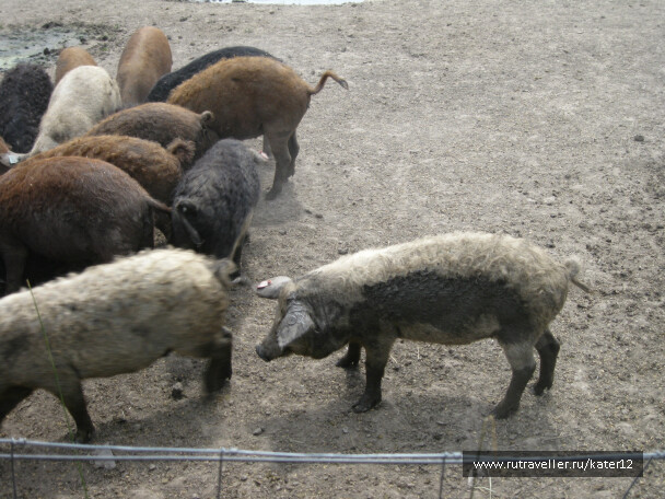 photo 23719