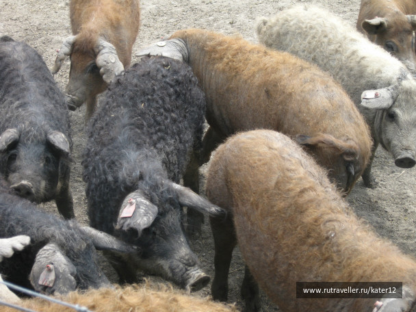photo 23720