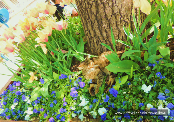 photo 1292021