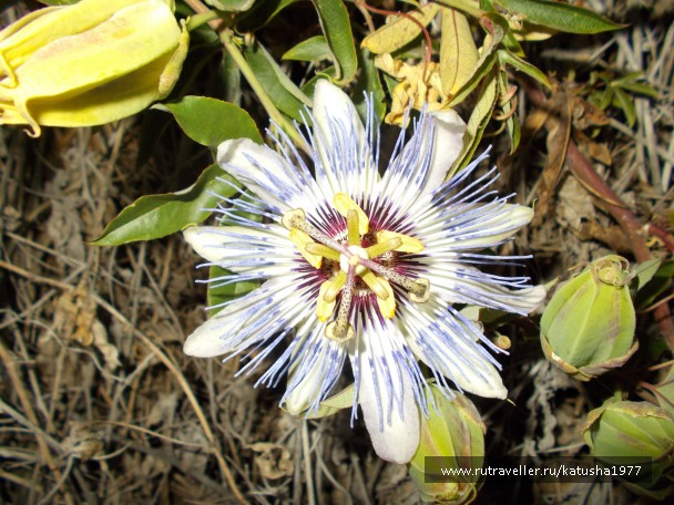 photo 793424