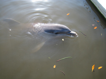 photo 487895