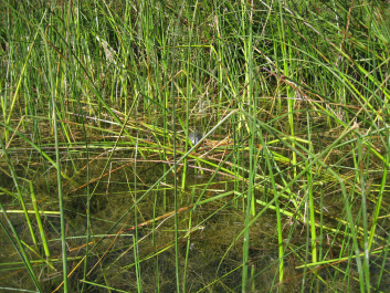 photo 492419