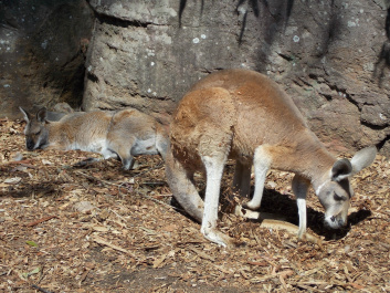 photo 487396