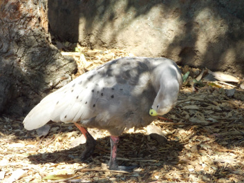 photo 487397