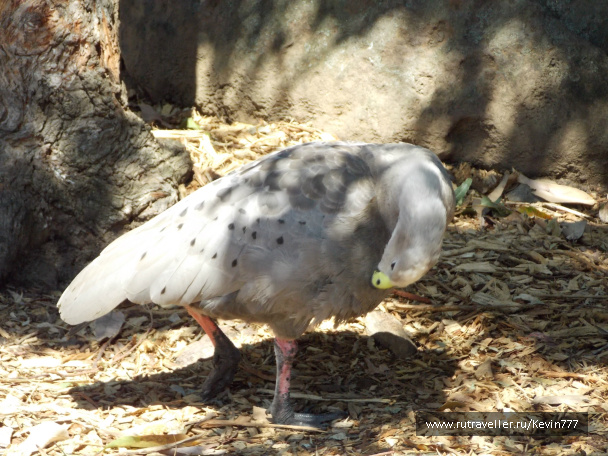 photo 487397