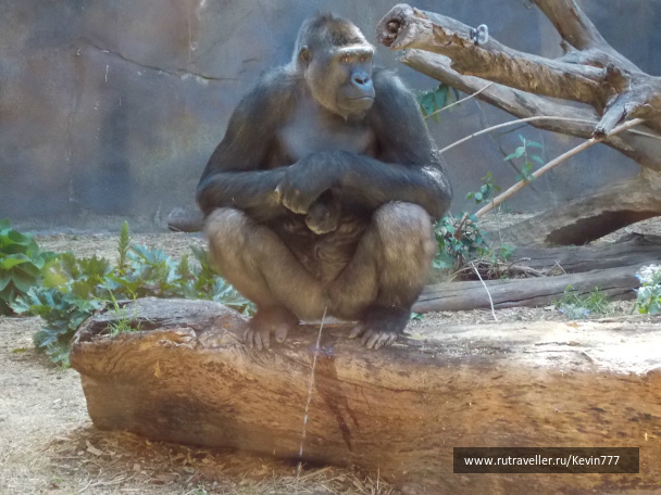 photo 499516