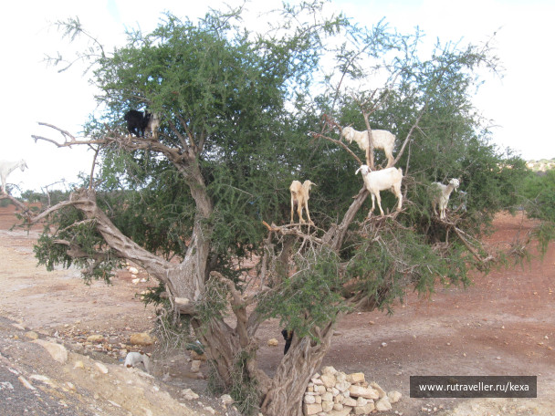 photo 174217