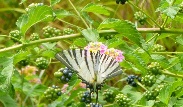 P1080464