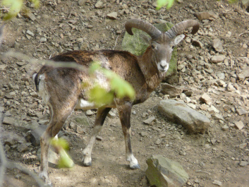 photo 233659