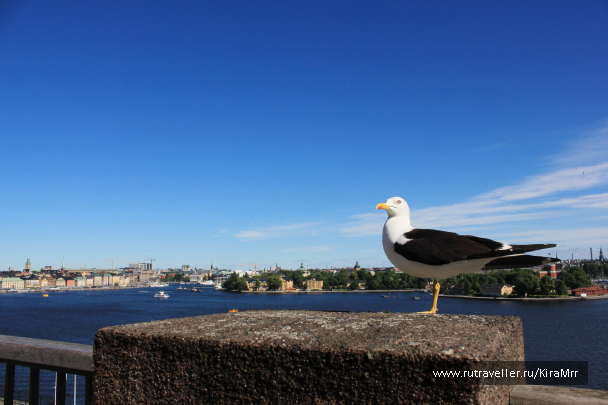 photo 1340337