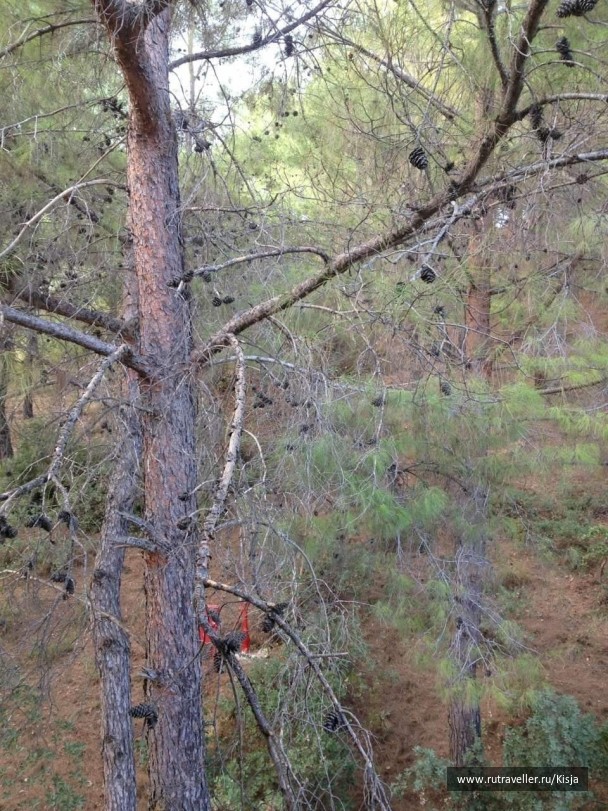 photo 516681