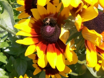 photo 771661