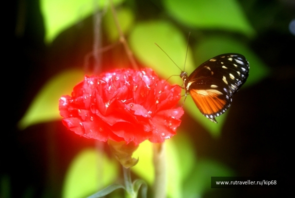 photo 806547