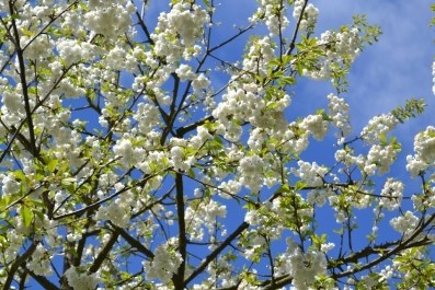 photo 838411