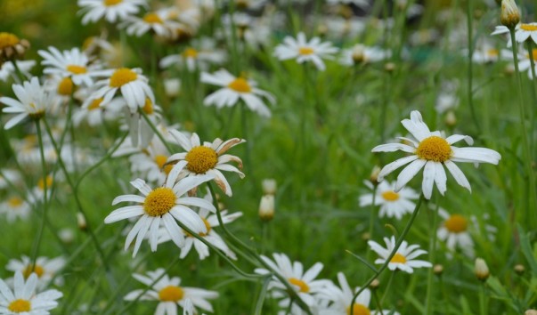 giverny_105