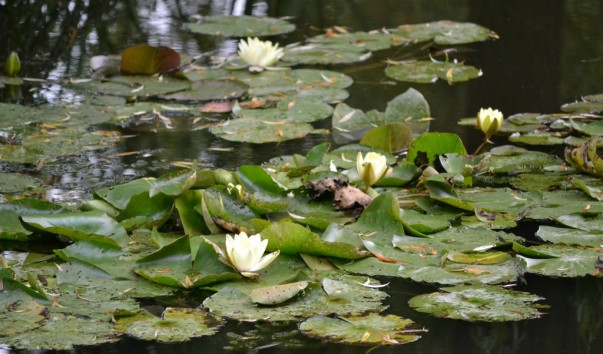 giverny_025