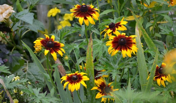 giverny_015