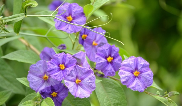 giverny_010