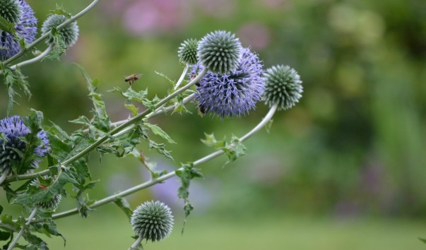 giverny_006