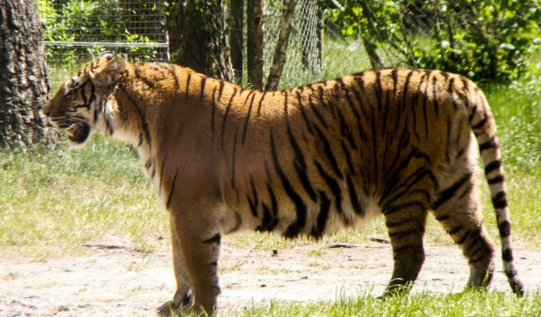serengeti_29