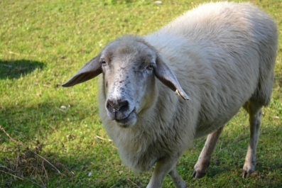 photo 957586