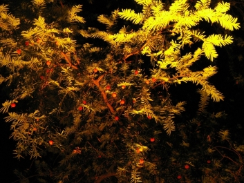 photo 969819