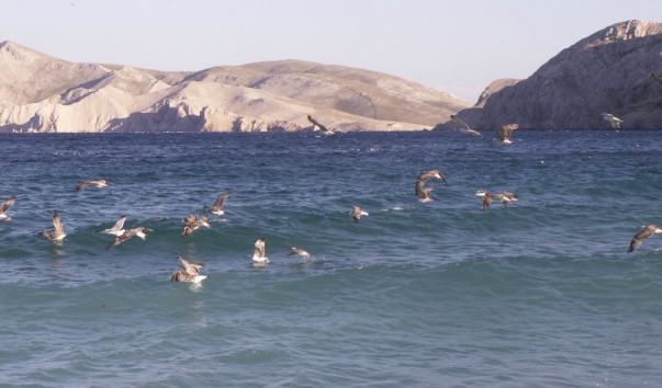 krk_bashka_08