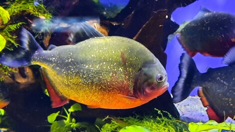 photo 2074312