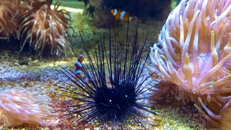 photo 2074327