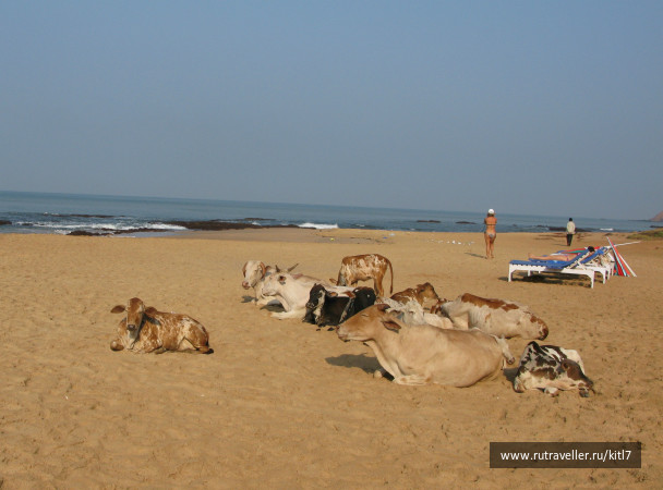 photo 242532