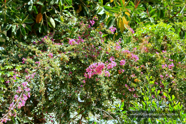photo 730076