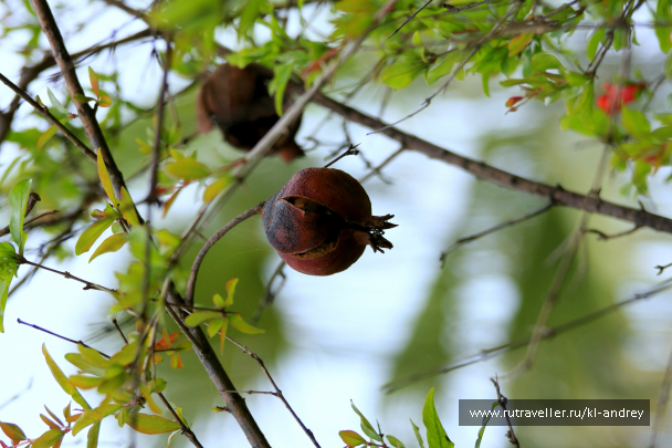 photo 730115