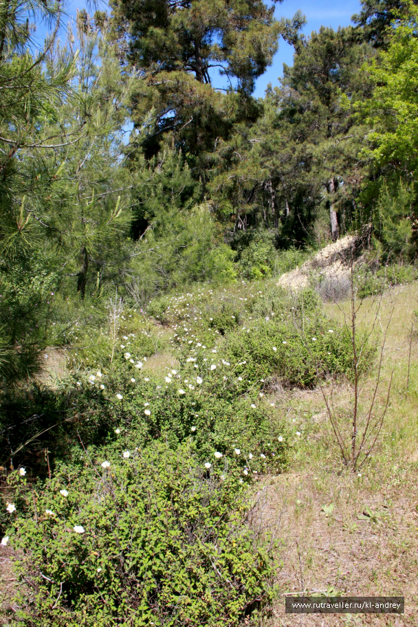 photo 730135