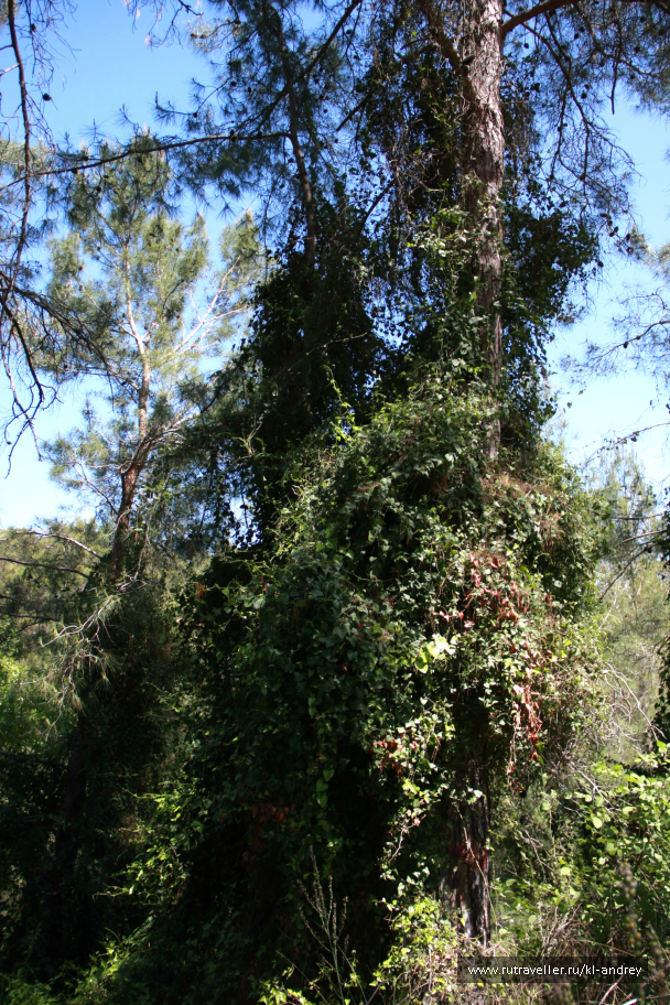photo 730138