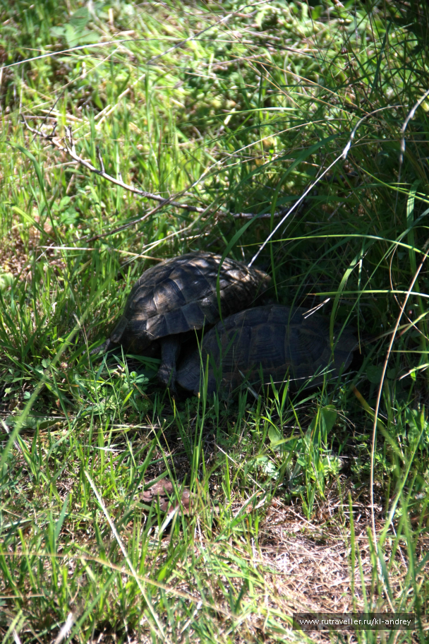 photo 730141