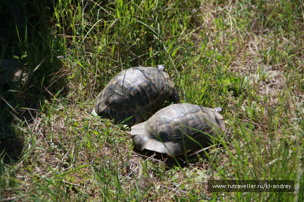 photo 730142