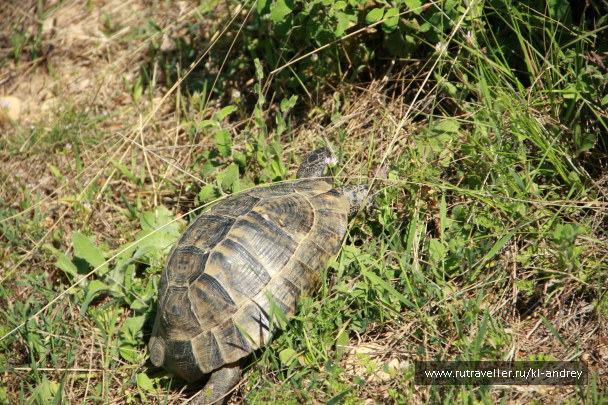 photo 730143