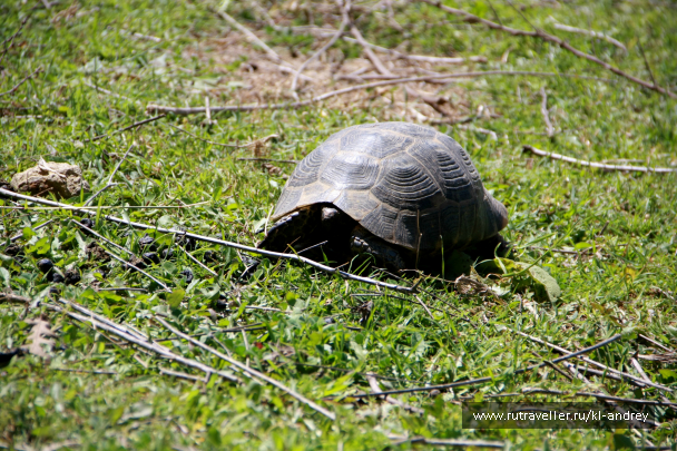 photo 730150