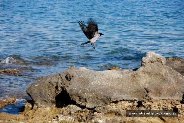 photo 730185