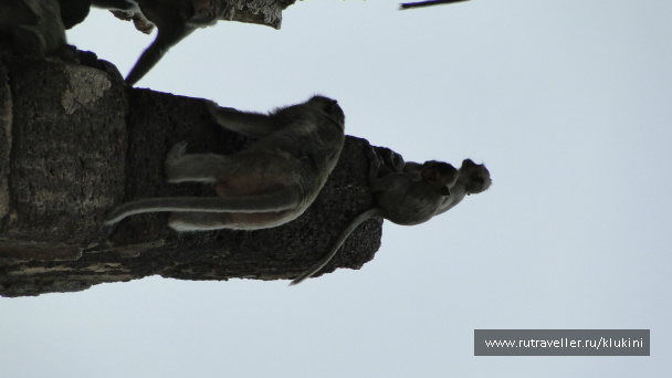 photo 152986