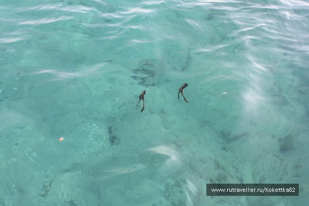 photo 828760