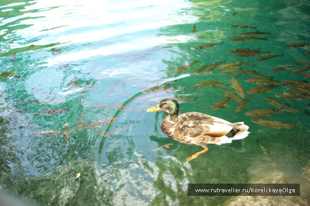 photo 1328435