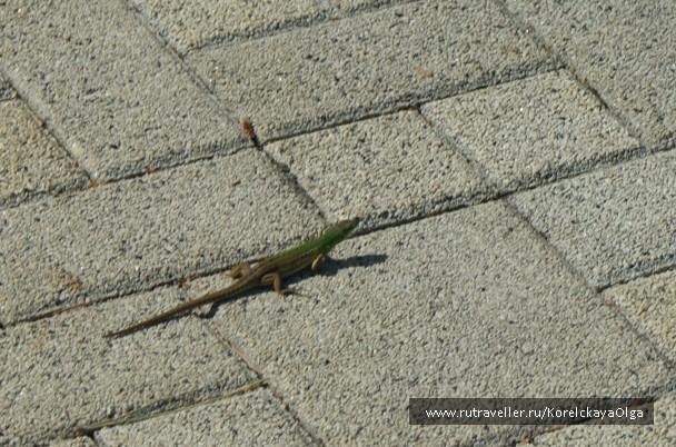 photo 1329074