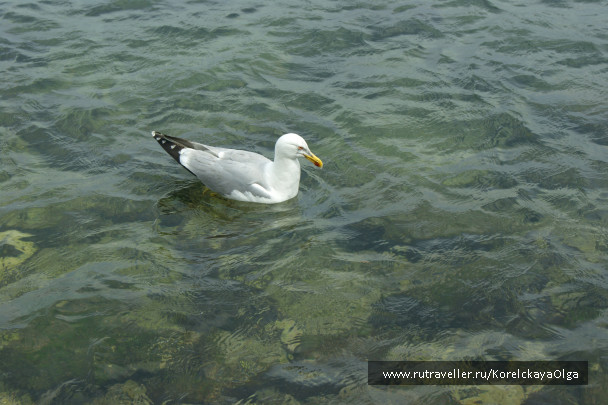 photo 1329188