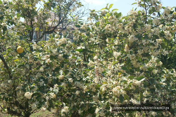 photo 1641915