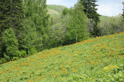 photo 243462