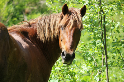 photo 243464
